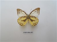 藏品(鋸粉蝶)的圖片